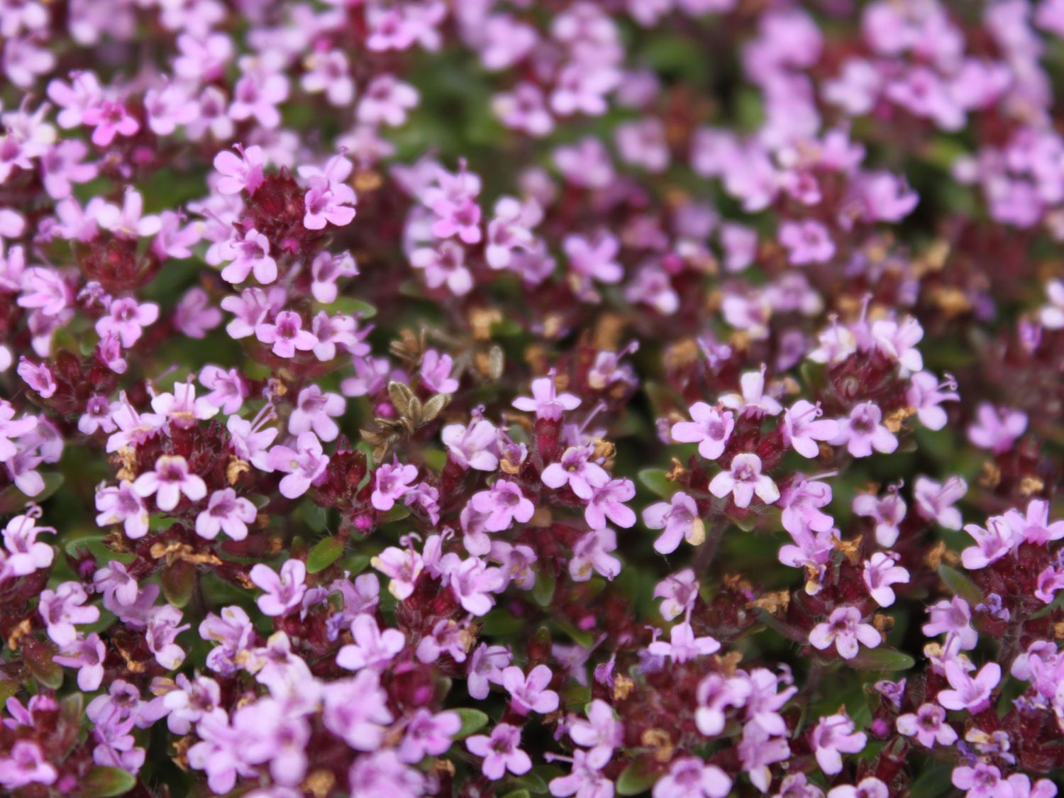 Scharlachroter Feld-Thymian 'Coccineus' - Thymus serpyllum 'Coccineus'