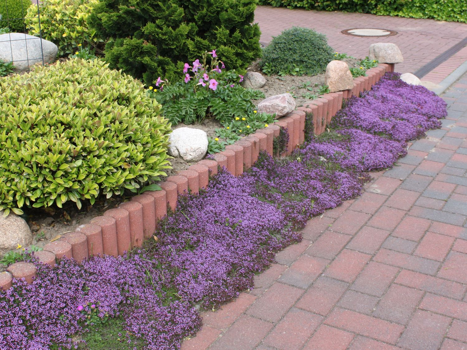 Scharlachroter Feld-Thymian 'Coccineus' - Thymus serpyllum 'Coccineus'