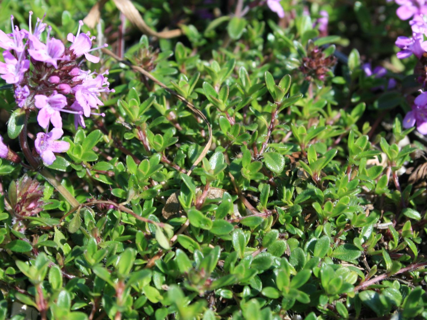 Scharlachroter Feld-Thymian 'Coccineus' - Thymus serpyllum 'Coccineus'
