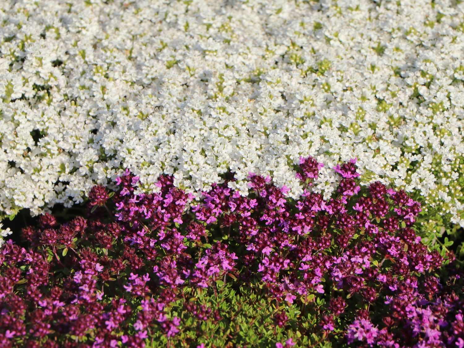 Scharlachroter Feld-Thymian 'Coccineus' - Thymus serpyllum 'Coccineus'