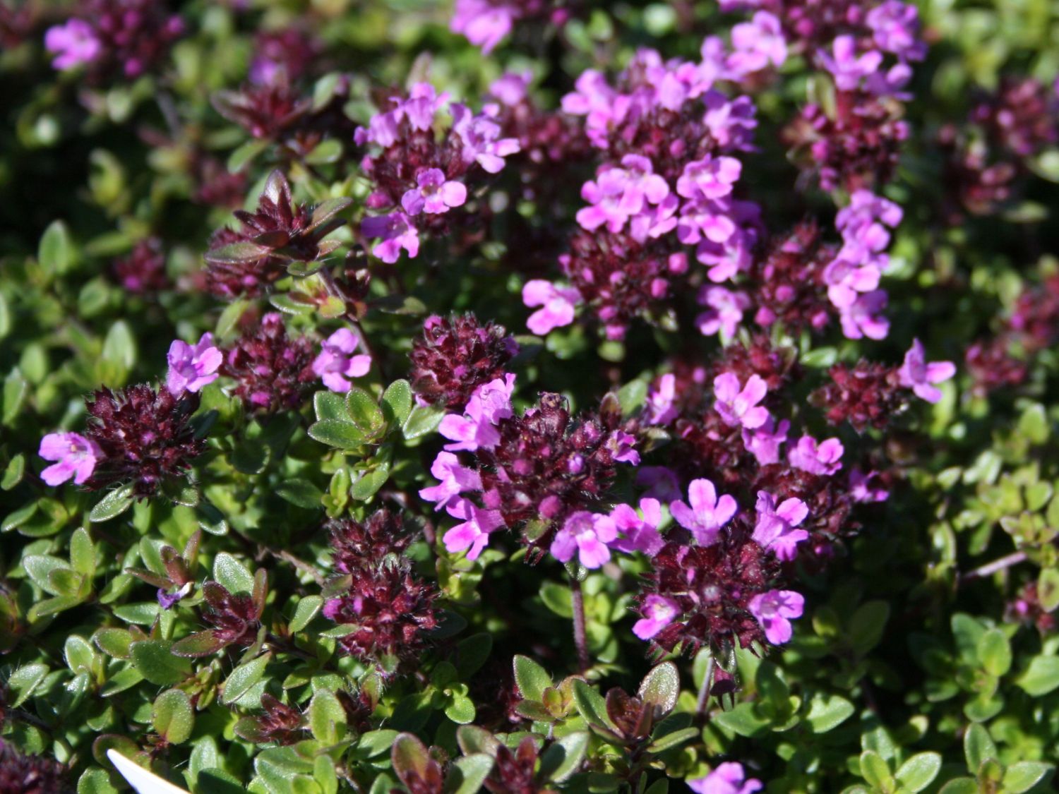 Scharlachroter Feld-Thymian 'Coccineus' - Thymus serpyllum 'Coccineus'