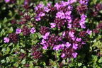 Scharlachroter Feld-Thymian 'Coccineus' - Thymus serpyllum 'Coccineus'