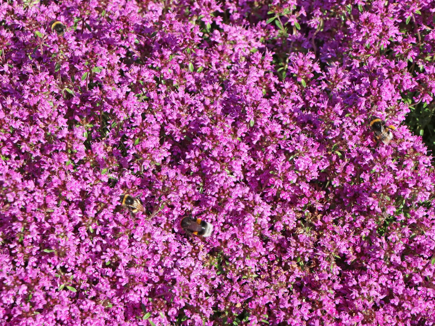 Scharlachroter Feld-Thymian 'Coccineus' - Thymus serpyllum 'Coccineus'