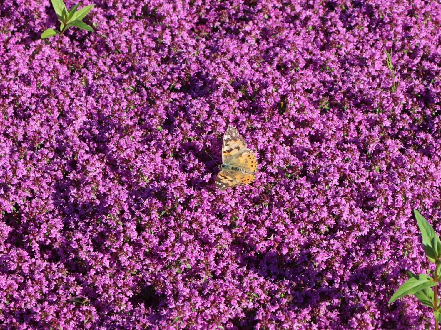 Scharlachroter Feld-Thymian 'Coccineus' - Thymus serpyllum 'Coccineus'
