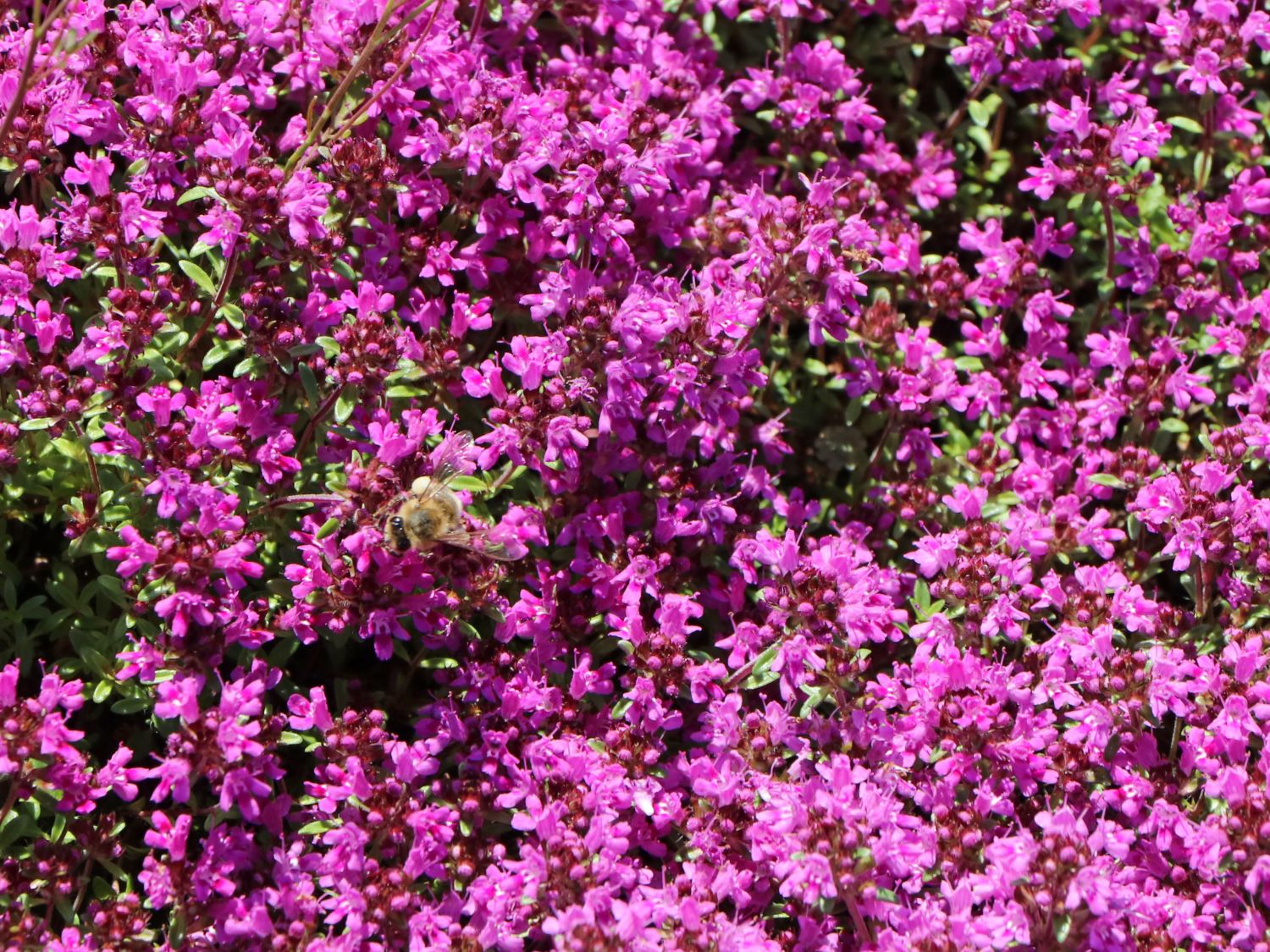 Scharlachroter Feld-Thymian 'Coccineus' - Thymus serpyllum 'Coccineus'