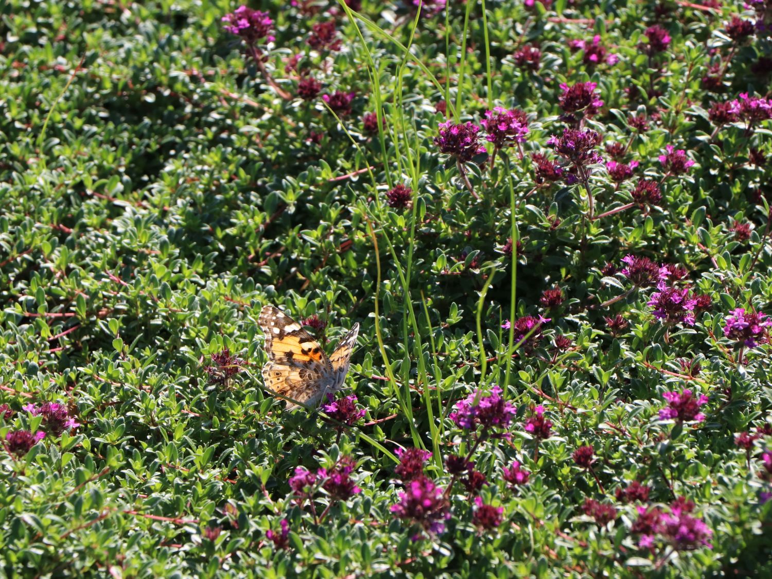 Scharlachroter Feld-Thymian 'Coccineus' - Thymus serpyllum 'Coccineus'