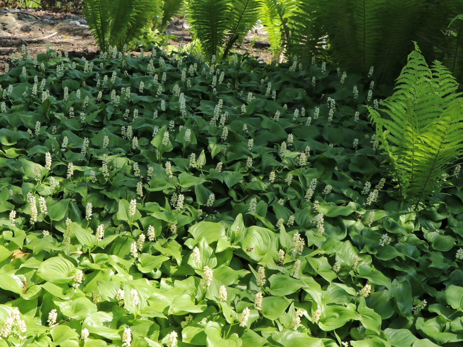 Schattenblumen (Maianthemum)