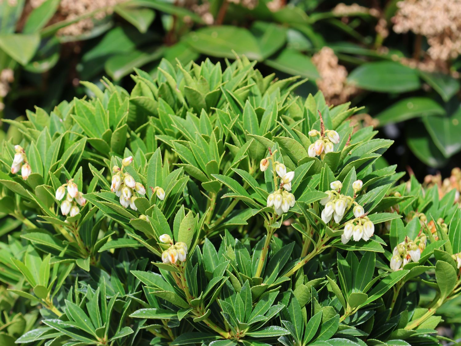 Schattenglöckchen 'Cavatine' - Pieris japonica 'Cavatine'