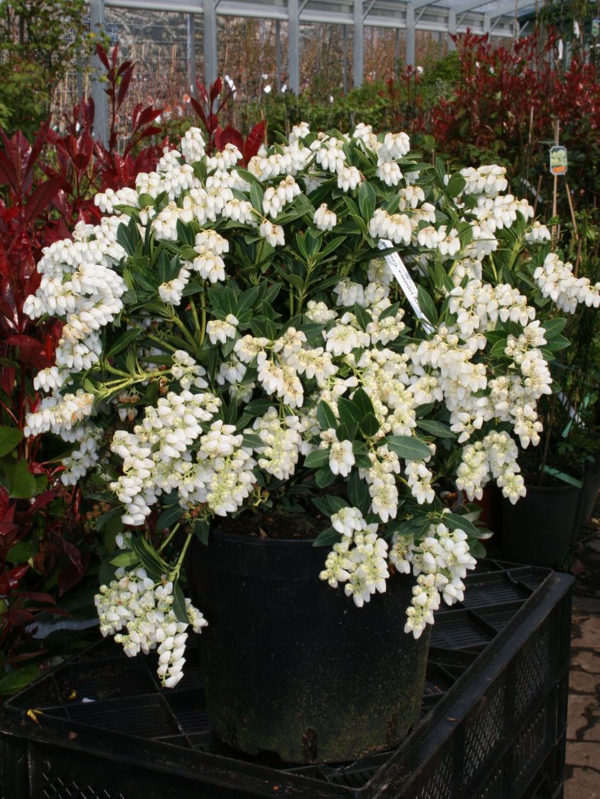 Schattenglöckchen 'Cavatine' - Pieris japonica 'Cavatine'