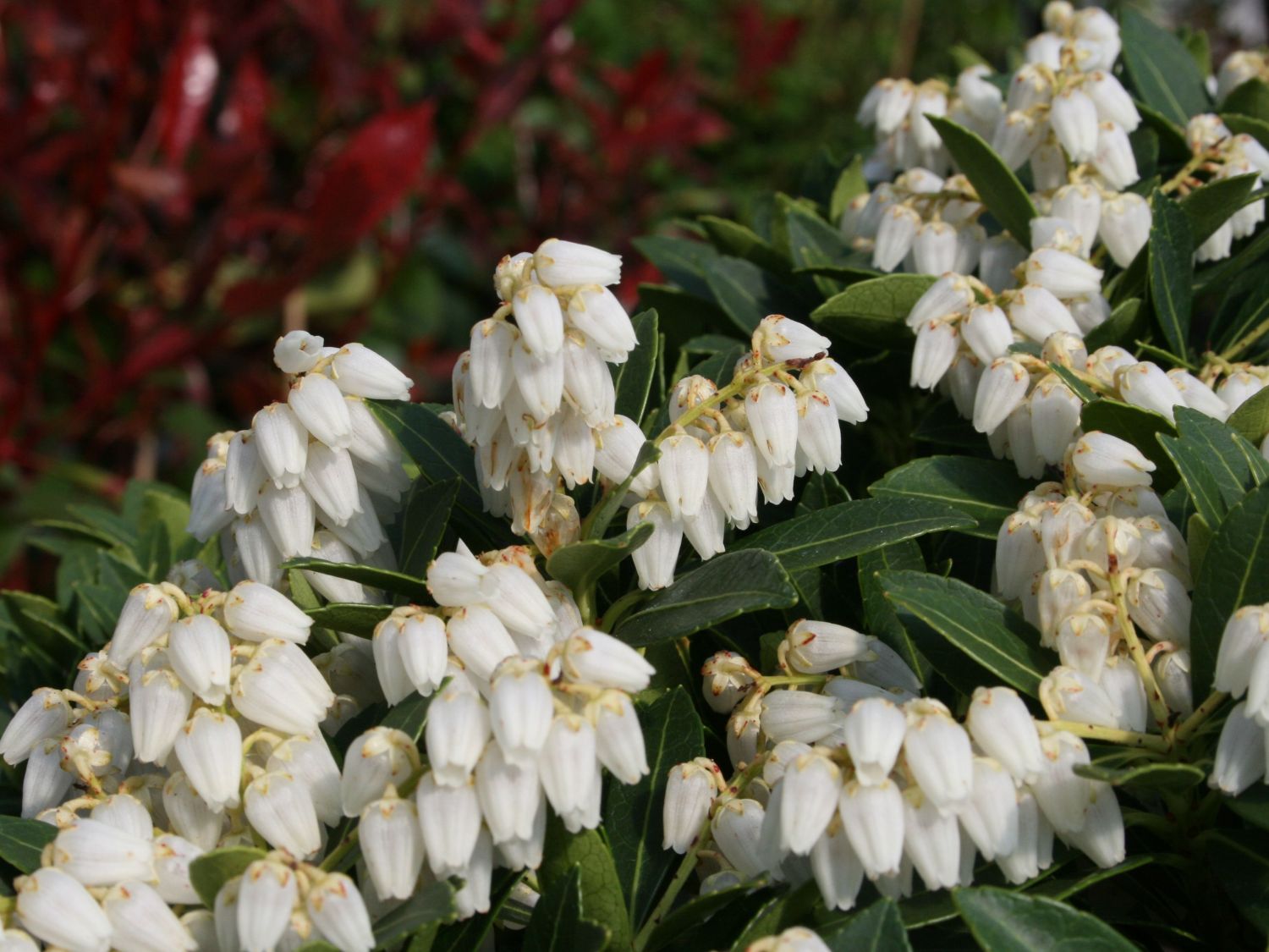 Schattenglöckchen 'Cavatine' - Pieris japonica 'Cavatine'