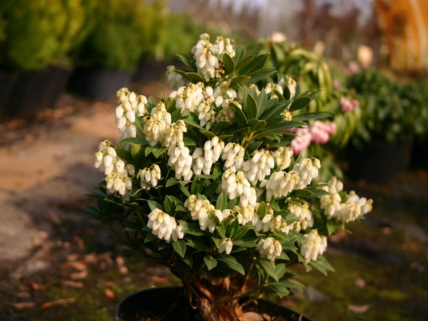 Schattenglöckchen 'Cavatine' - Pieris japonica 'Cavatine'