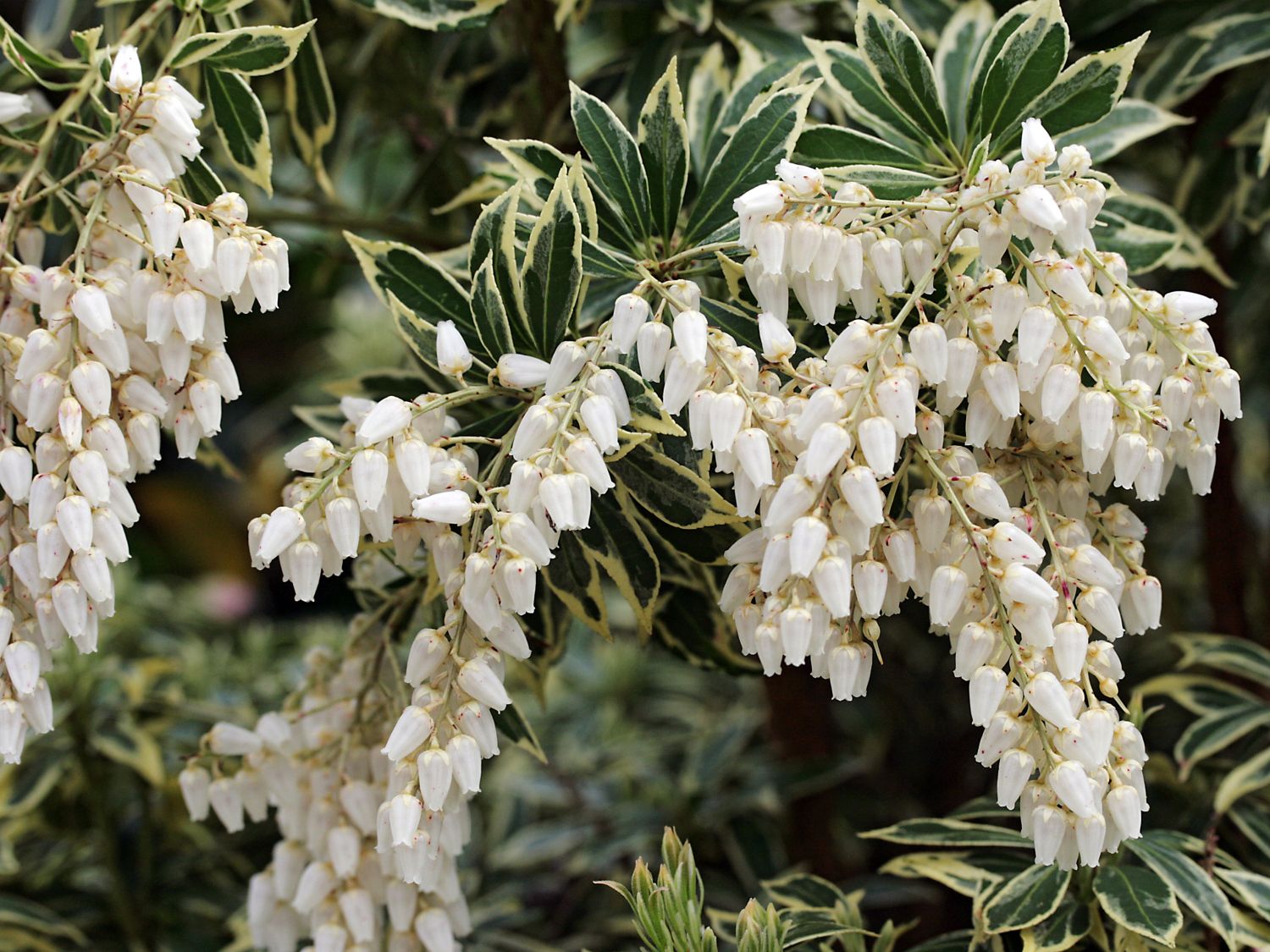 Schattenglöckchen 'Flaming Silver'