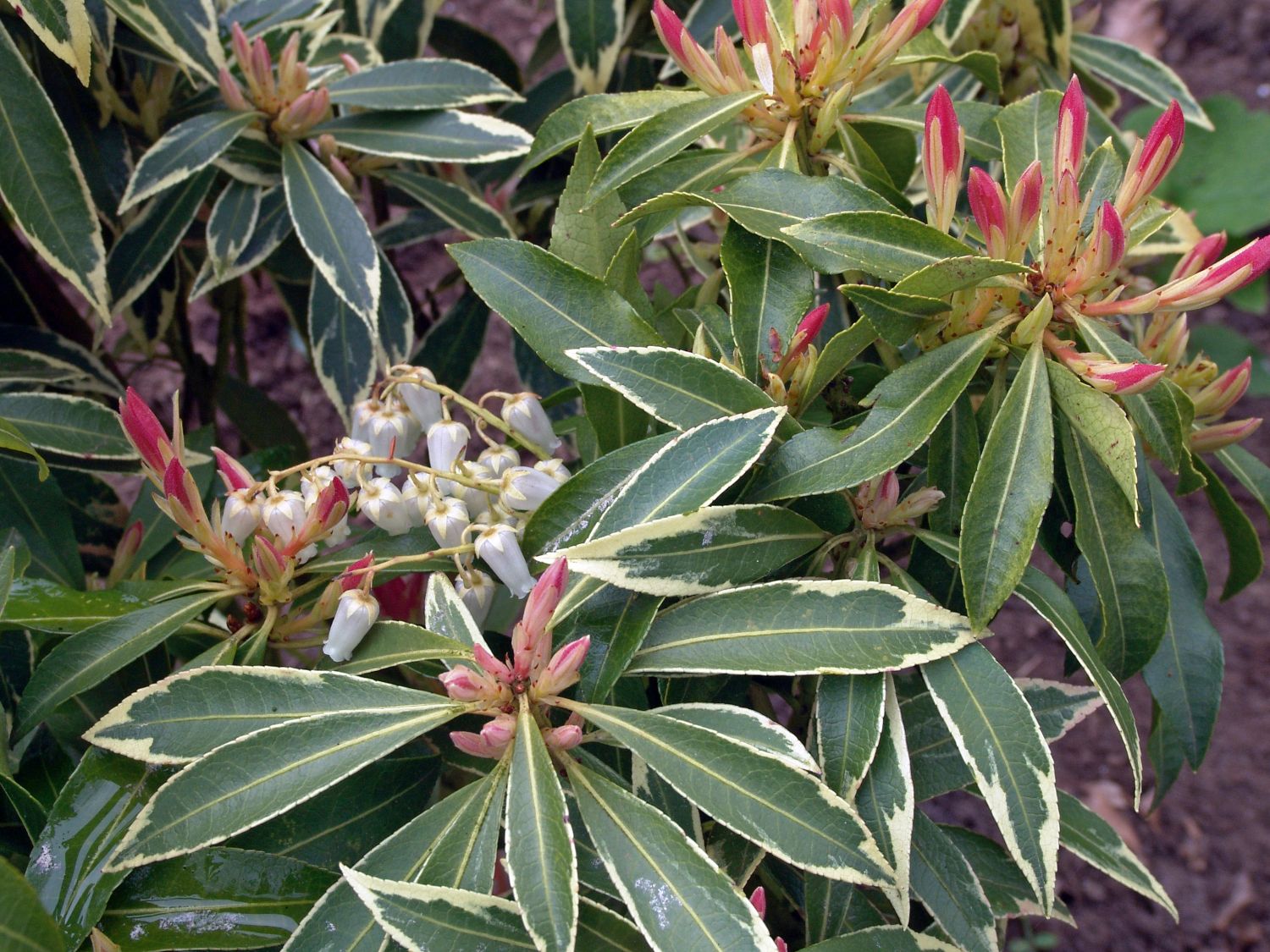 Lavendelheide (Pieris)