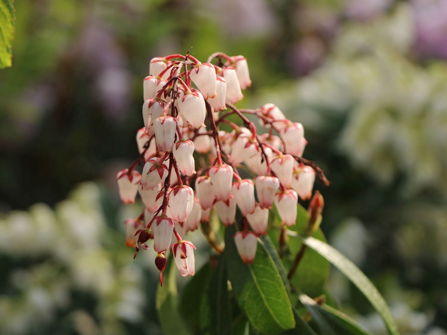 Schattenglöckchen 'Katsura'