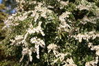 Schattenglöckchen 'Little Heath' - Pieris japonica 'Little Heath'