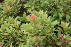 Schattenglöckchen 'Little Heath' - Pieris japonica 'Little Heath'
