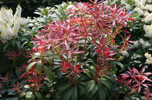 Schattenglöckchen 'Mountain Fire' - Pieris japonica 'Mountain Fire'