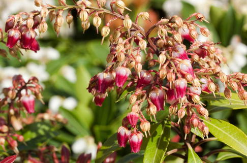 Schattenglöckchen 'Passion' - Pieris japonica 'Passion'