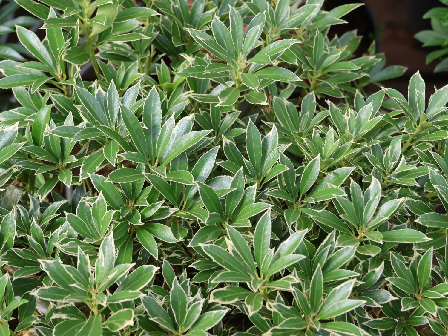 Schattenglöckchen 'Polar Passion'