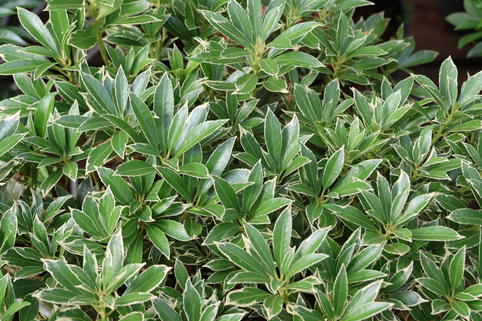 Schattenglöckchen 'Polar Passion' - Pieris japonica 'Polar Passion'