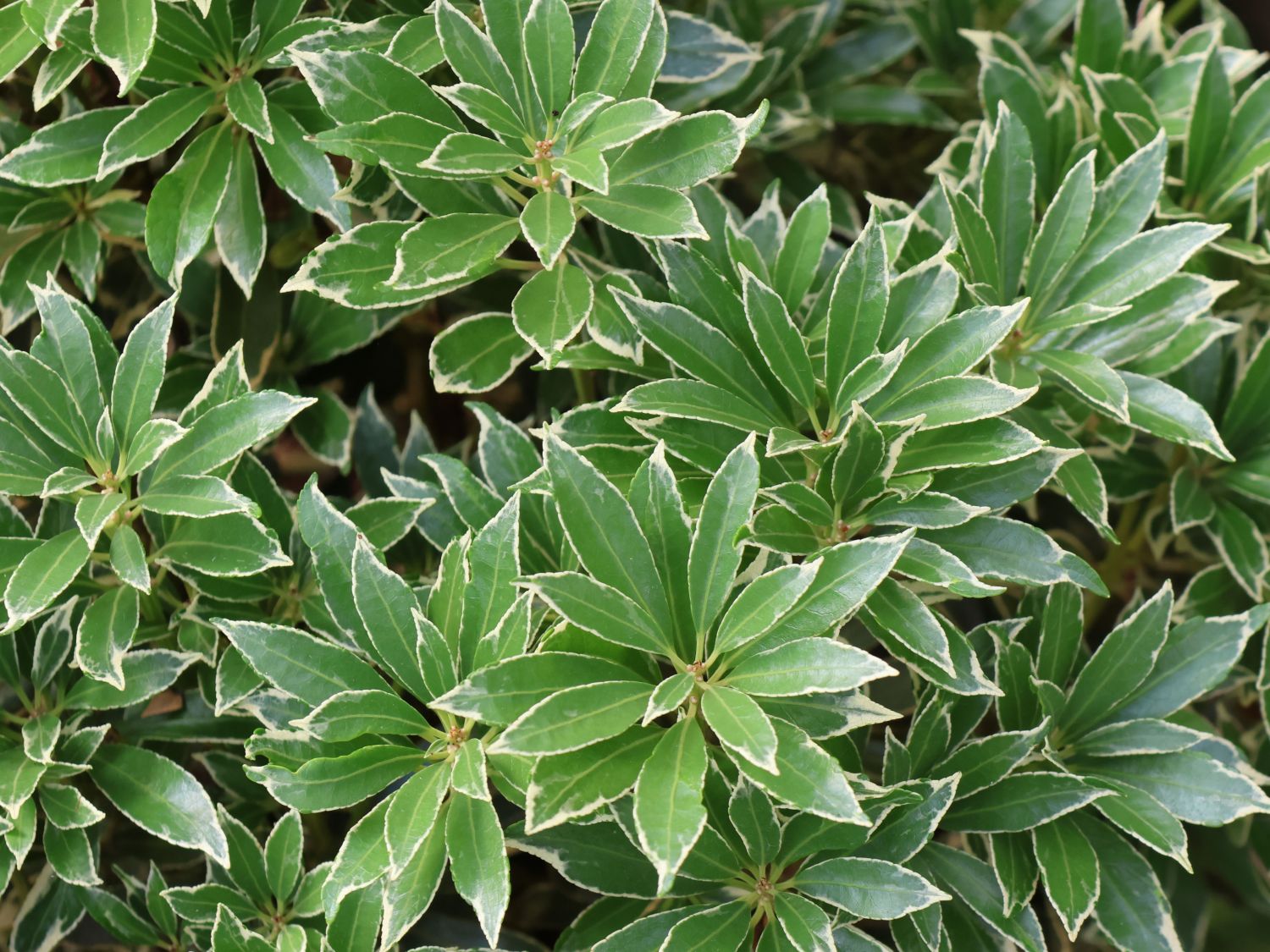 Schattenglöckchen 'Polar Passion' - Pieris japonica 'Polar Passion'