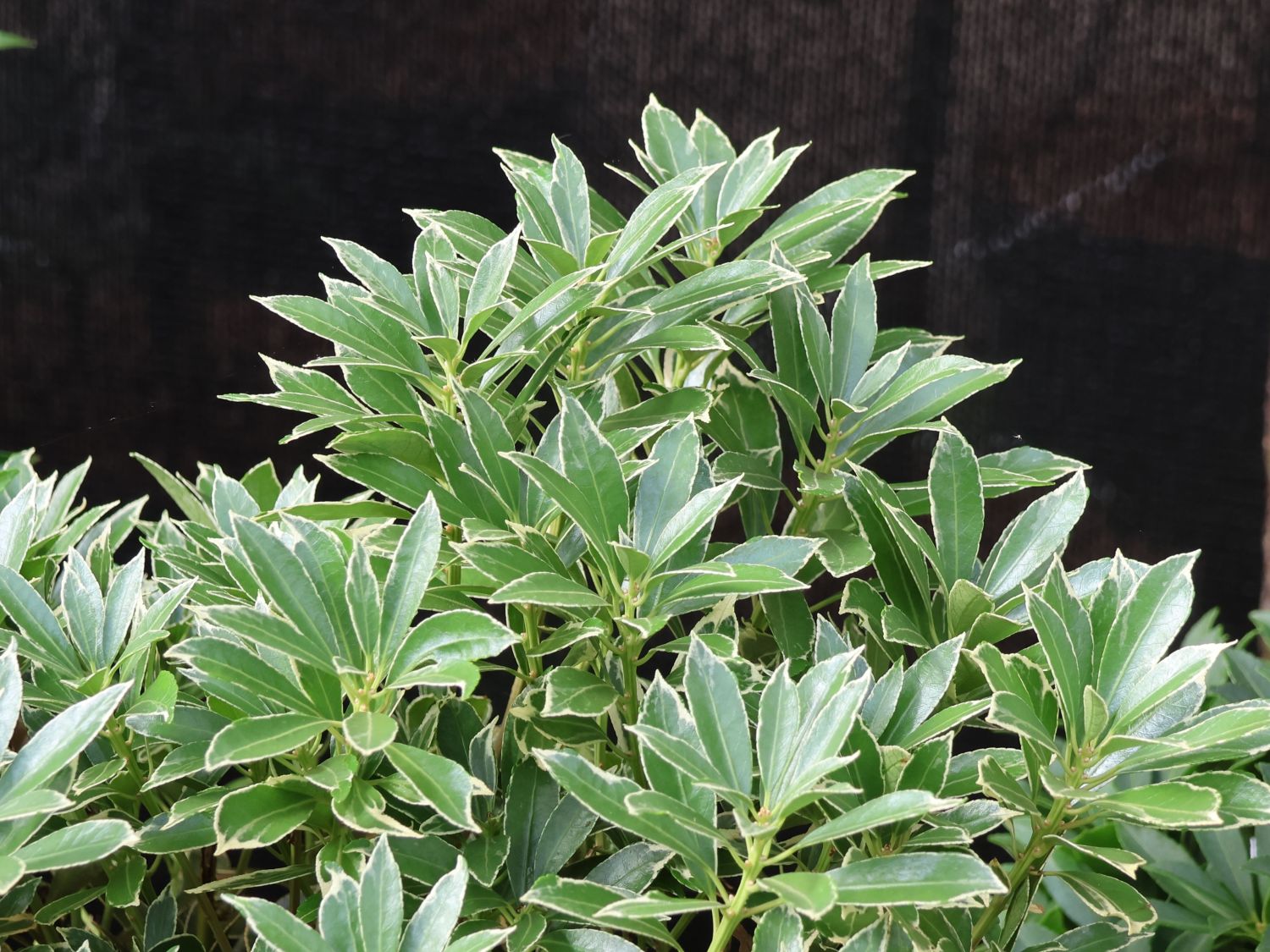 Schattenglöckchen 'Polar Passion' - Pieris japonica 'Polar Passion'