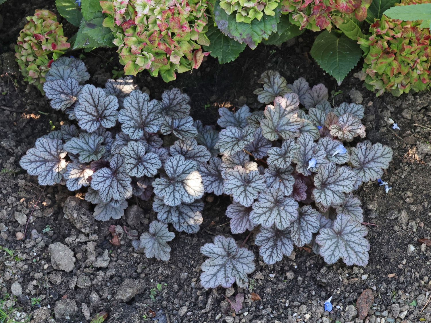 Schattenglöckchen 'Pools of Purple'