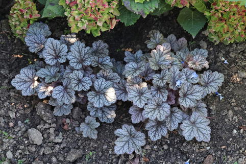 Schattenglöckchen 'Pools of Purple' - Heuchera 'Pools of Purple'