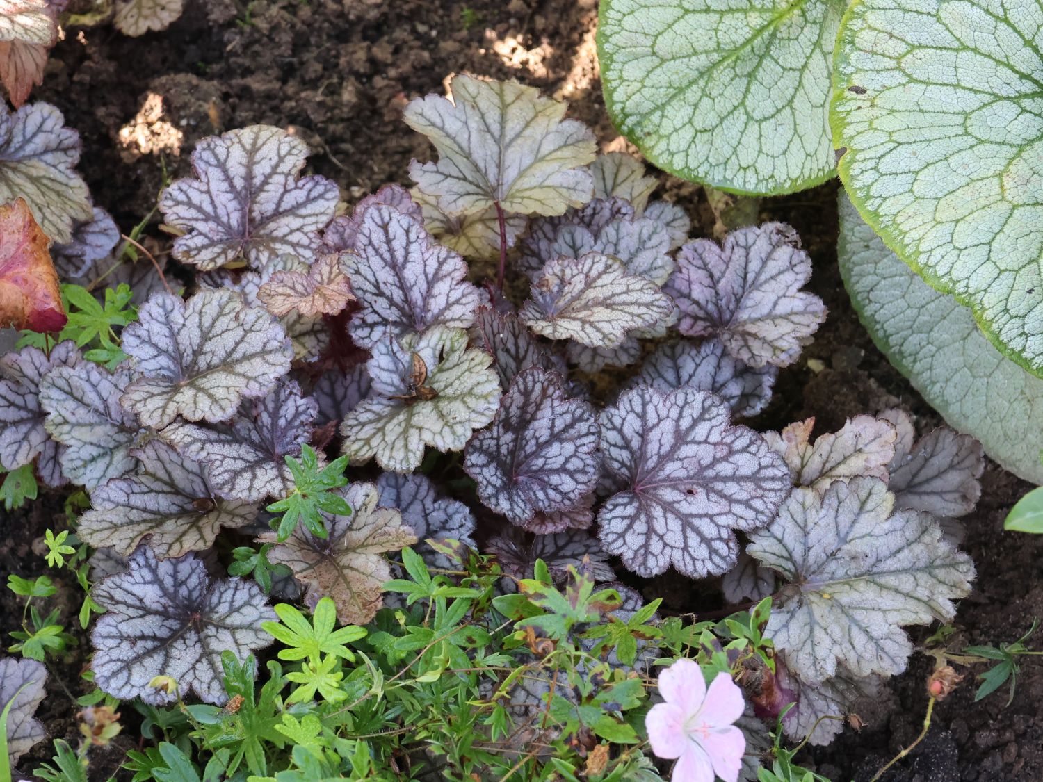 Schattenglöckchen 'Pools of Purple' - Heuchera 'Pools of Purple'