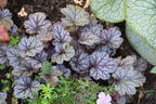 Schattenglöckchen 'Pools of Purple' - Heuchera 'Pools of Purple'