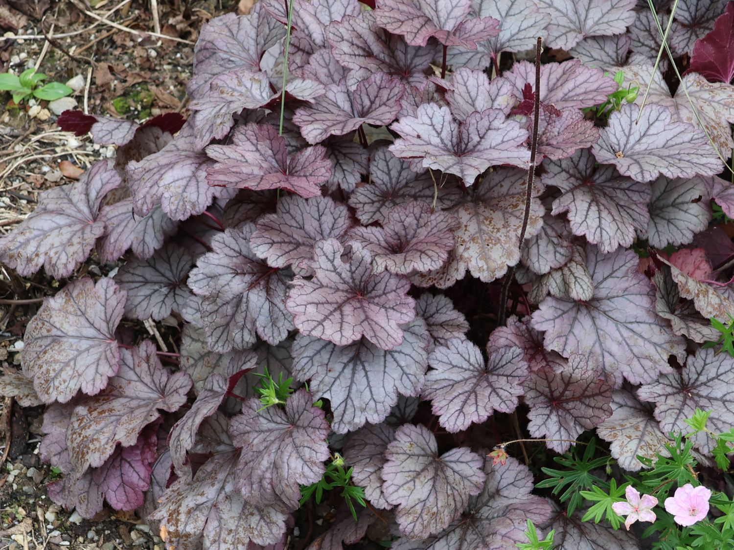 Schattenglöckchen 'Pools of Purple' - Heuchera 'Pools of Purple'