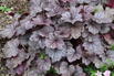 Schattenglöckchen 'Pools of Purple' - Heuchera 'Pools of Purple'