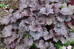 Schattenglöckchen 'Pools of Purple' - Heuchera 'Pools of Purple'