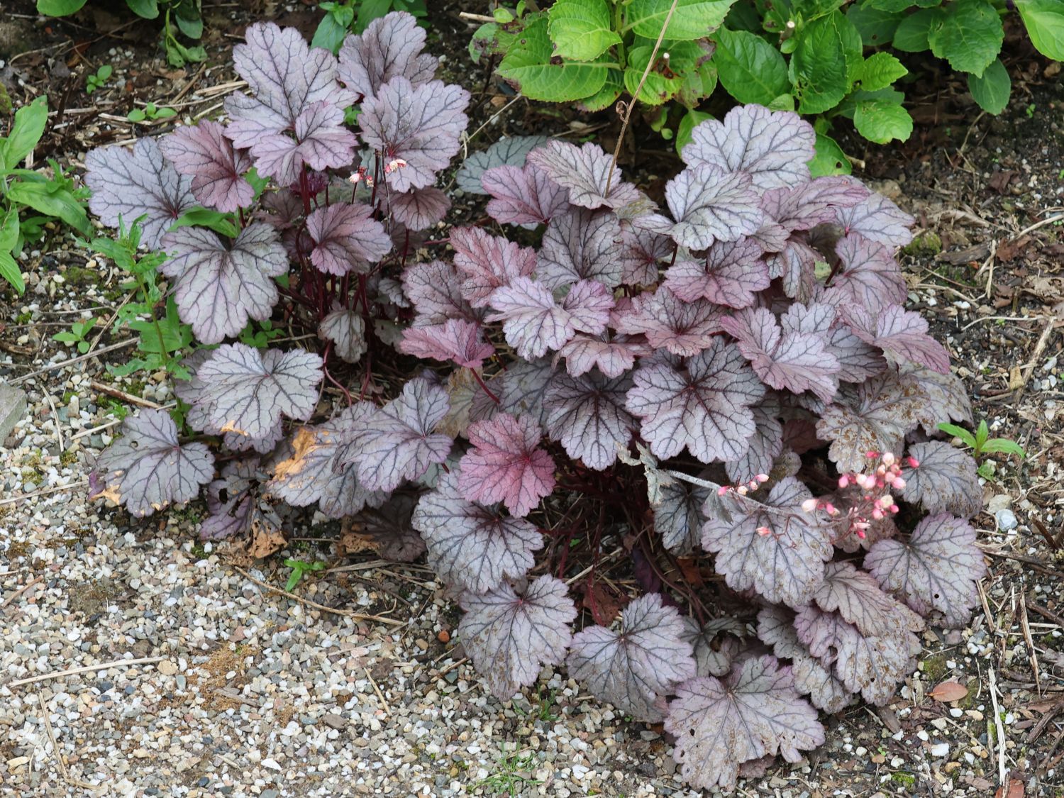Schattenglöckchen 'Pools of Purple' - Heuchera 'Pools of Purple'