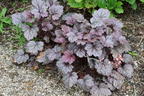 Schattenglöckchen 'Pools of Purple' - Heuchera 'Pools of Purple'