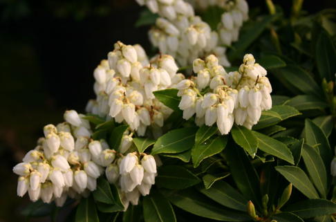 Schattenglöckchen 'Sarabande' - Pieris japonica 'Sarabande'