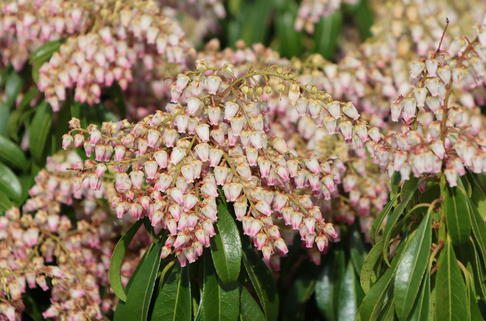Schattenglöckchen 'Valley Rose' - Pieris japonica 'Valley Rose'