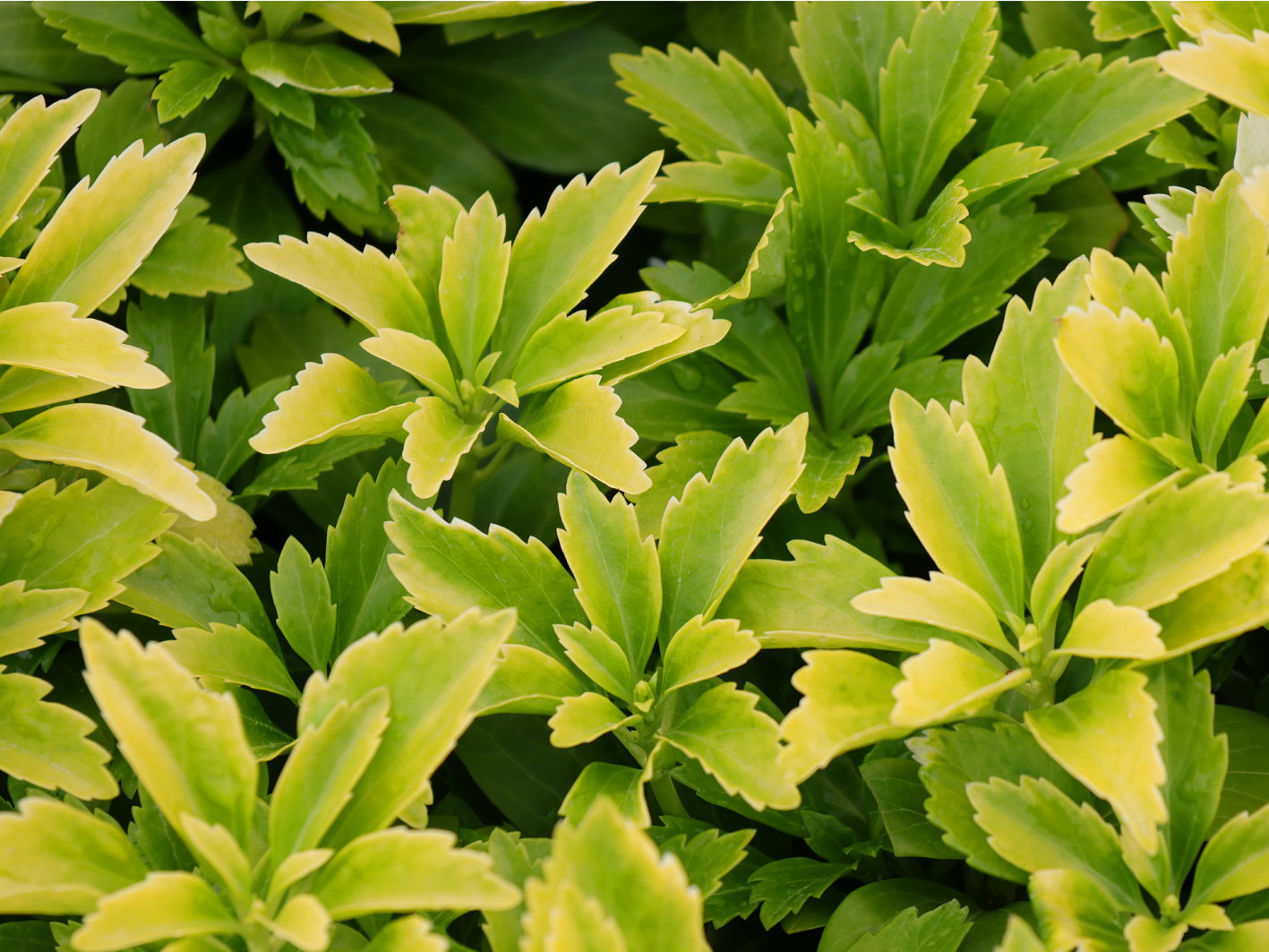 Schattengrün 'Green Sheen'