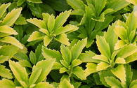Schattengrün 'Green Sheen'