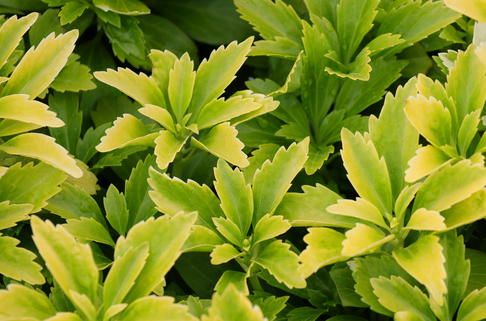 Schattengrün 'Green Sheen' - Pachysandra terminalis 'Green Sheen'