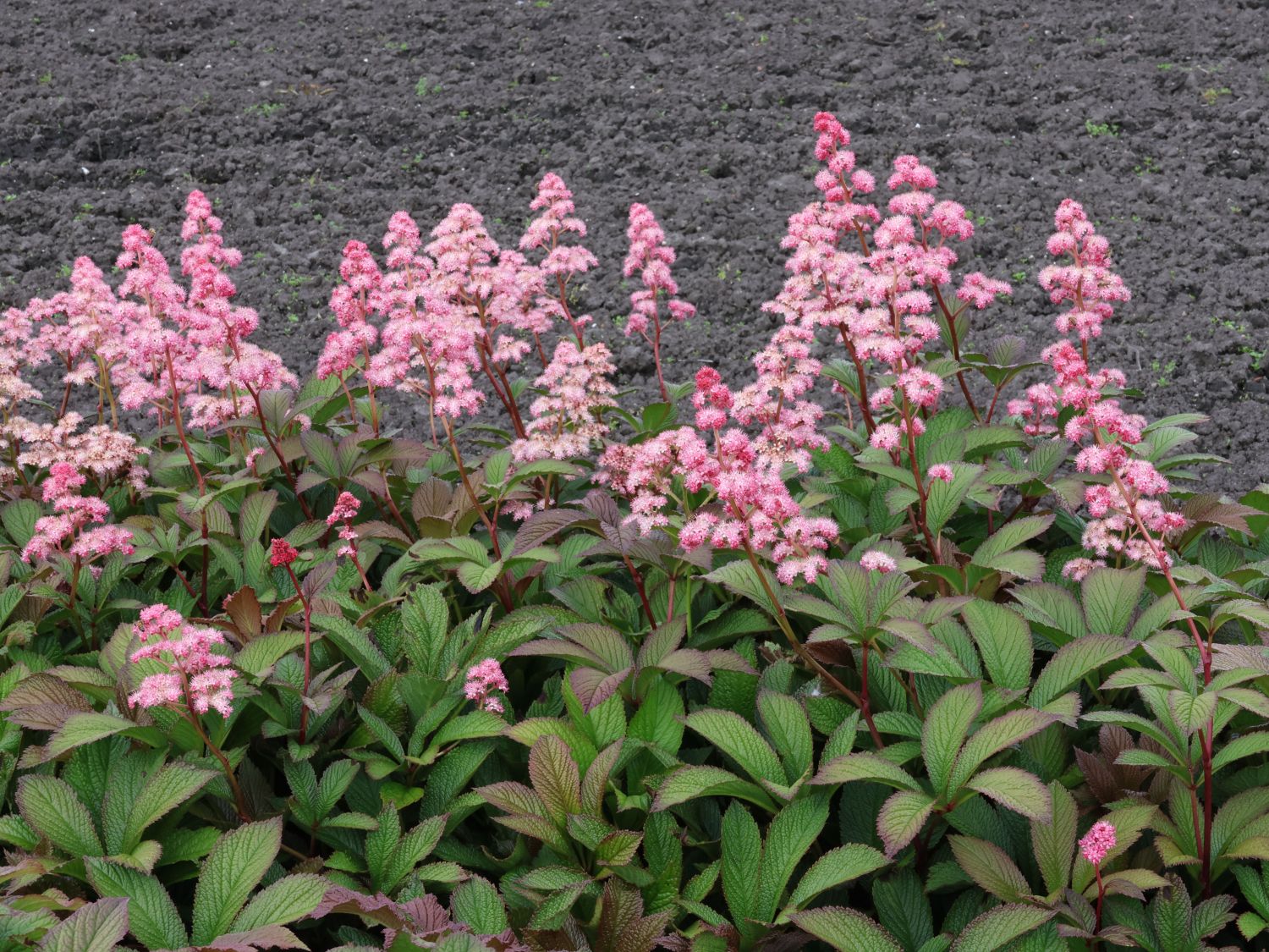 Schaublatt 'Bronze Peacock'