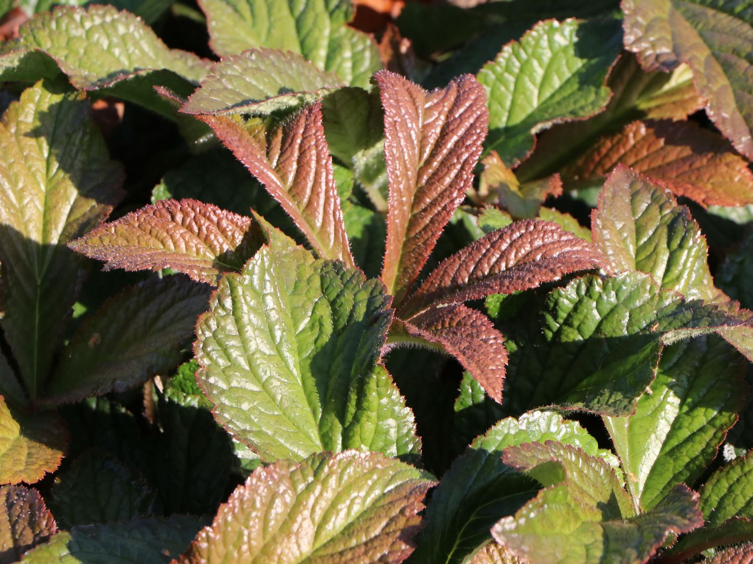 Schaublatt 'Bronze Peacock' - Rodgersia pinnata 'Bronze Peacock'