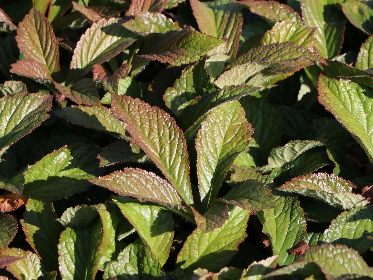 Schaublatt 'Bronze Peacock' - Rodgersia pinnata 'Bronze Peacock'