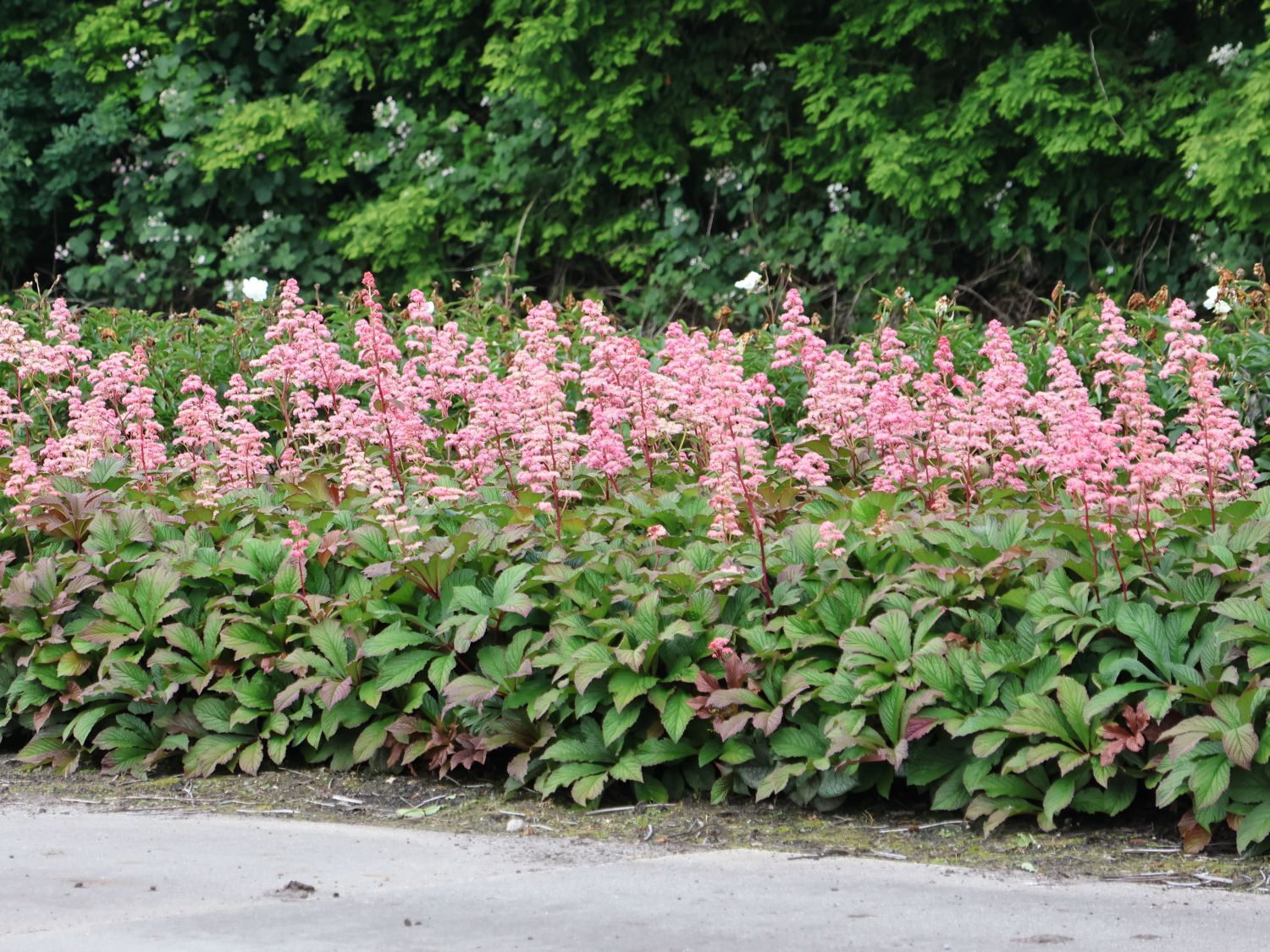 Schaublatt 'Bronze Peacock' - Rodgersia pinnata 'Bronze Peacock'
