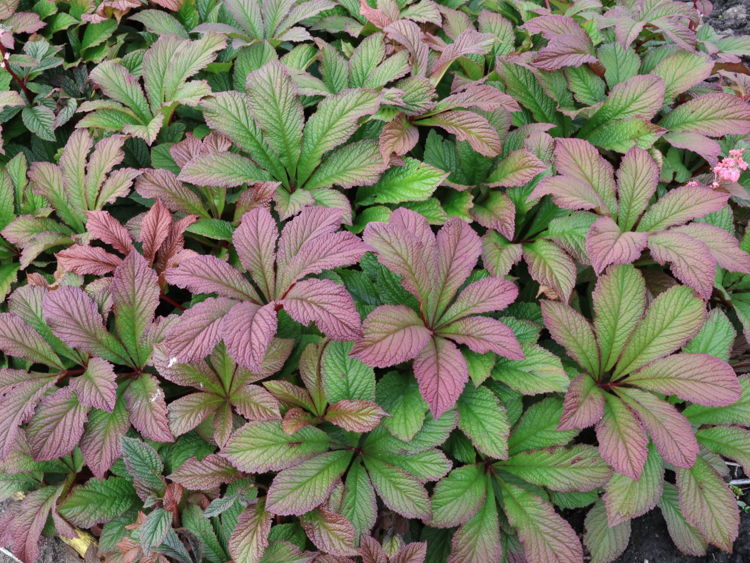 Schaublatt 'Bronze Peacock' - Rodgersia pinnata 'Bronze Peacock'