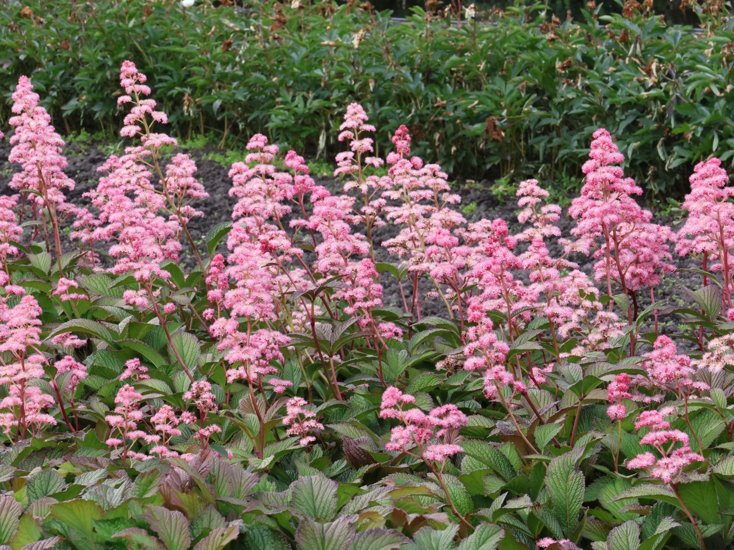 Schaublatt 'Bronze Peacock' - Rodgersia pinnata 'Bronze Peacock'