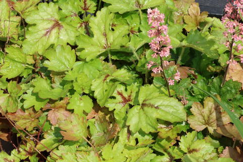 Schaumblüte 'Pink Revolution' - x Heucherella tiarelloides 'Pink Revolution'