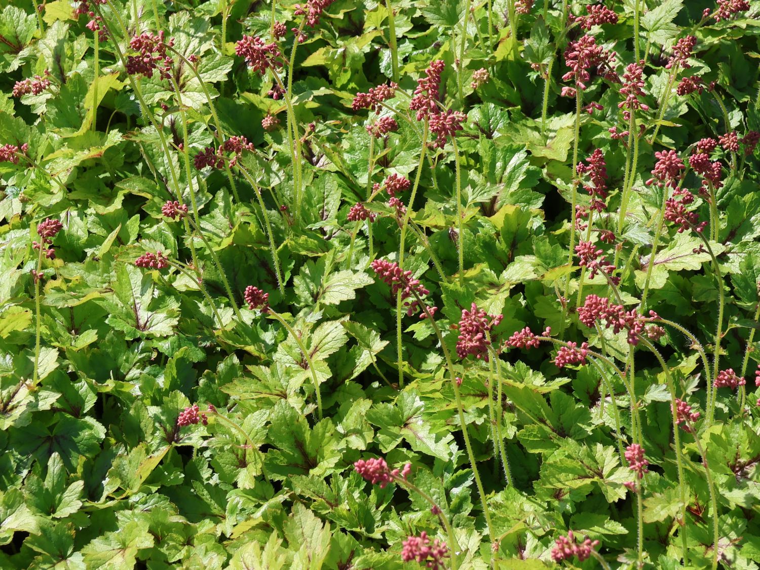 Schaumblüte 'Pink Revolution' - x Heucherella tiarelloides 'Pink Revolution'