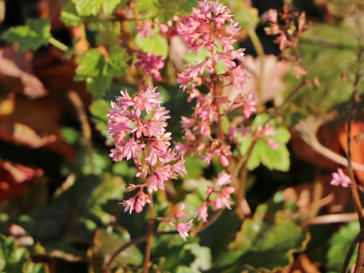Schaumblüte 'Pink Revolution' - x Heucherella tiarelloides 'Pink Revolution'