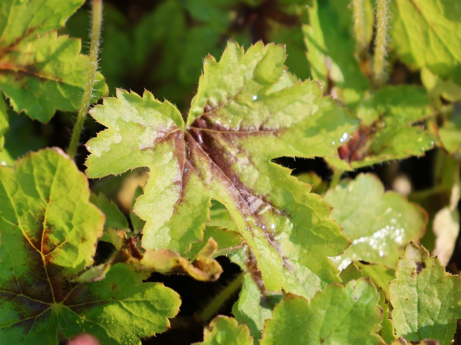 Schaumblüte 'Pink Revolution' - x Heucherella tiarelloides 'Pink Revolution'